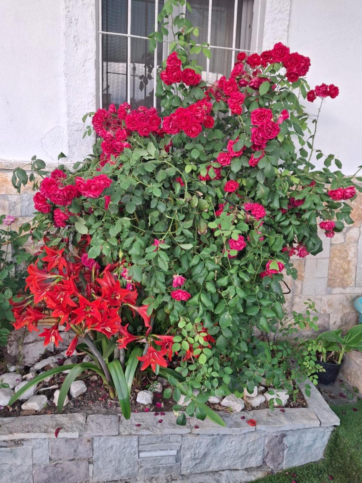 Aleko Guest House Gjirokaster Exterior photo